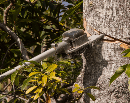 TREE REMOVAL